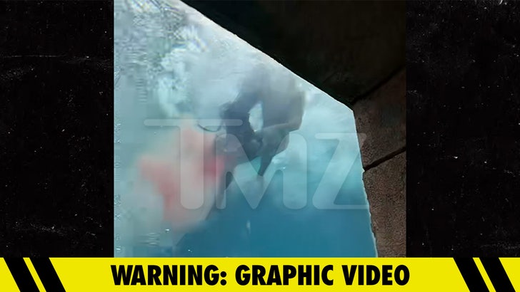 New Bahamas Shark Assault Video, Blood From Youngster Sufferer Fills Tank