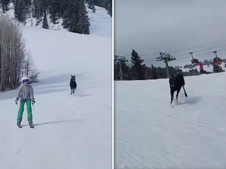 Huge Moose Chases Skiers Down Jackson Gap Slope In Loopy Video