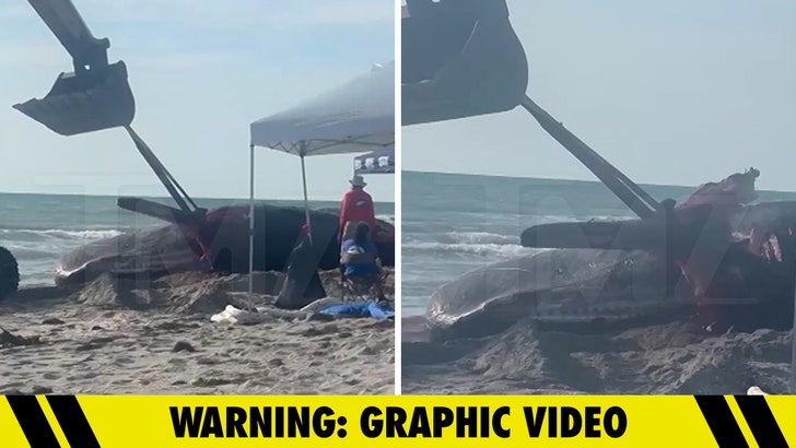 Folks Cheer as Useless Beached Whale Will get Mutilated Throughout Elimination