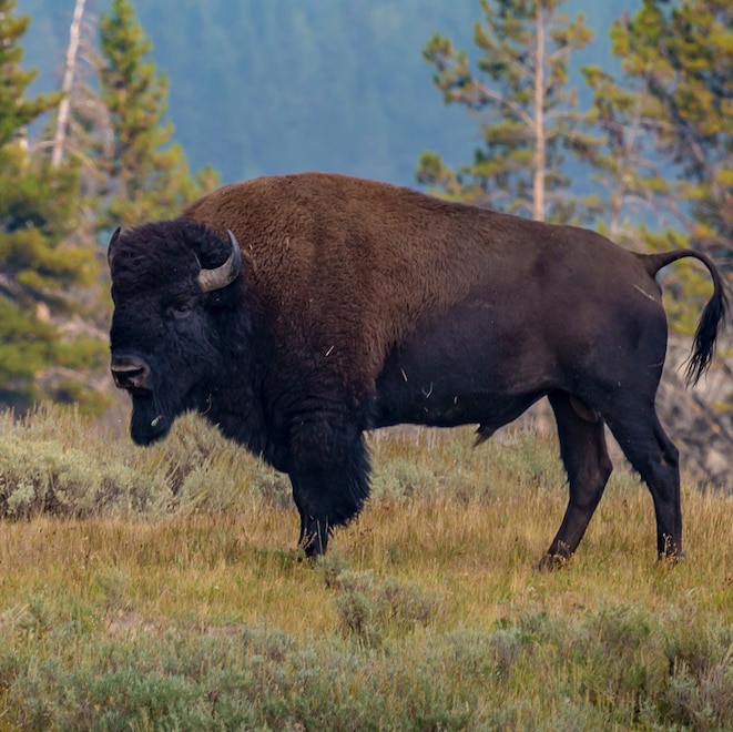 Man Gored by Bison While Visiting Yellowstone National Park