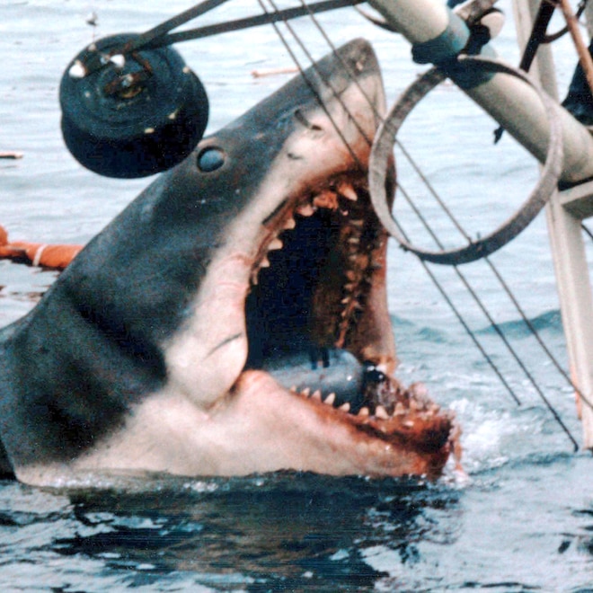 Sink Your Teeth into These Jaws Secrets