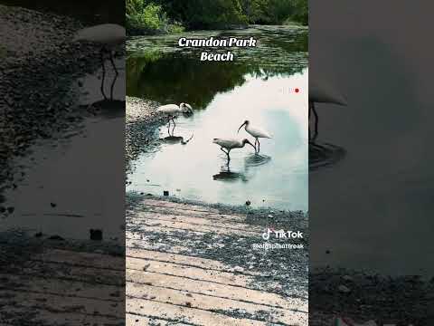 #crandonpark #floridabeachhouse #floridabeachhouse #celebritylifestyles #lifestylegoals #mmafighter