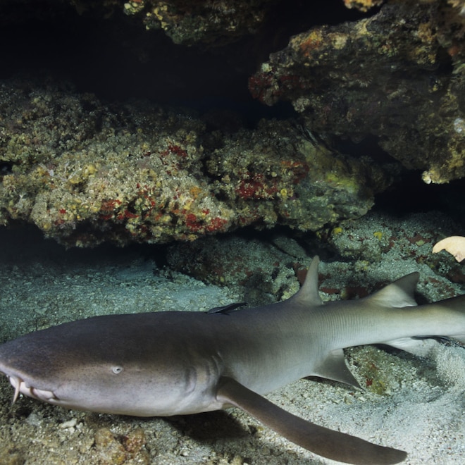 Here’s Why an Orange Shark Was Discovered in Costa Rica