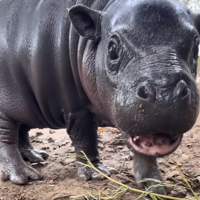 Why Mars the Viral Baby Hippo Is Making the Internet Fall in Love