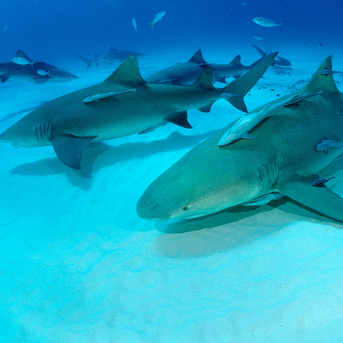 Bahamian Sharks Test Positive for Cocaine & Painkillers in New Study