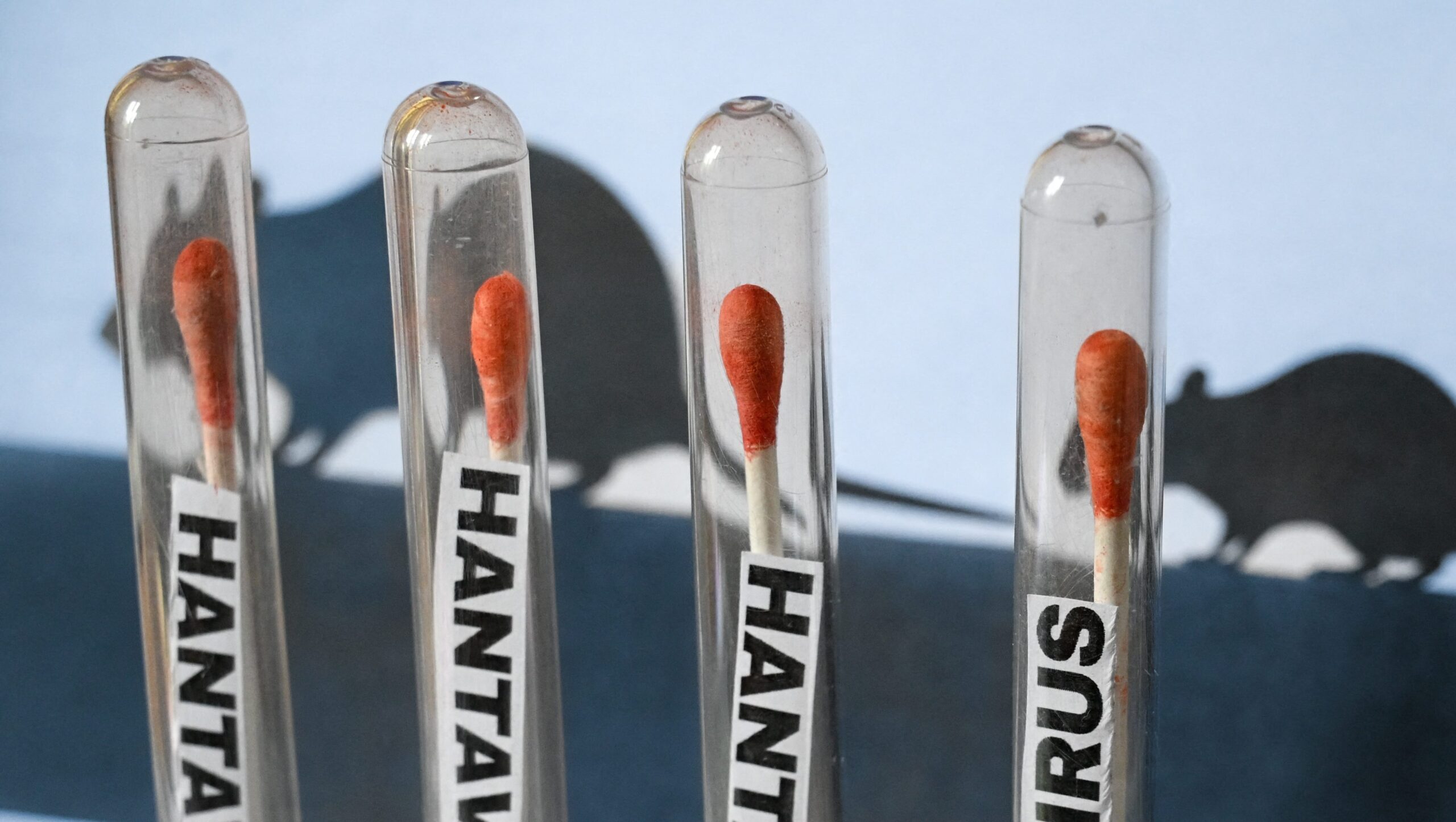 Is the Hantavirus in the U.S.? Update Amid 2026 Cruise Ship Chaos