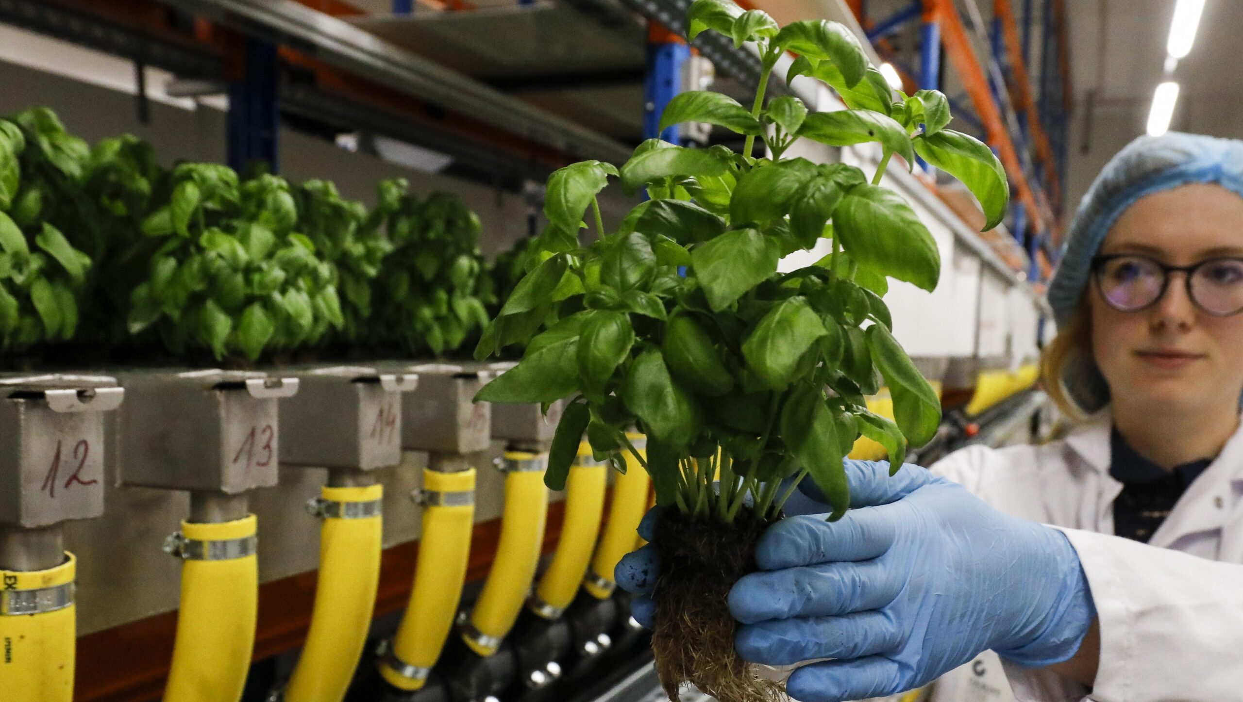 Cyclosporiasis Outbreak: Foods to Be Aware of — Raspberries, Basil & More